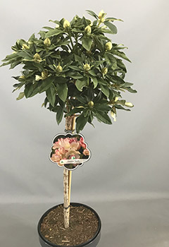 Rhododendron (Y) 'Golden Torch'