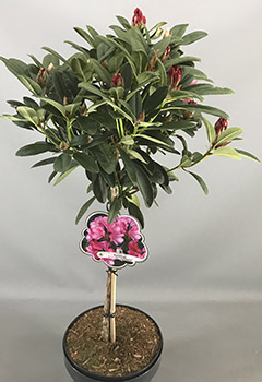 Rhododendron (Y) 'Kerstine'