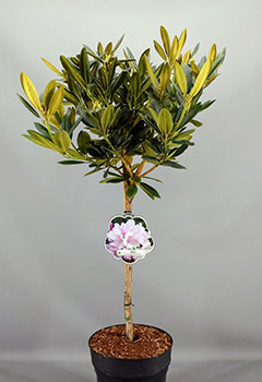 Rhododendron (Y) 'Biko'®