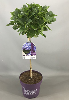 Hydrangea m. 'Forever & Ever® Blue'