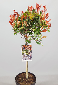 Photinia fr. 'Little Red Robin'